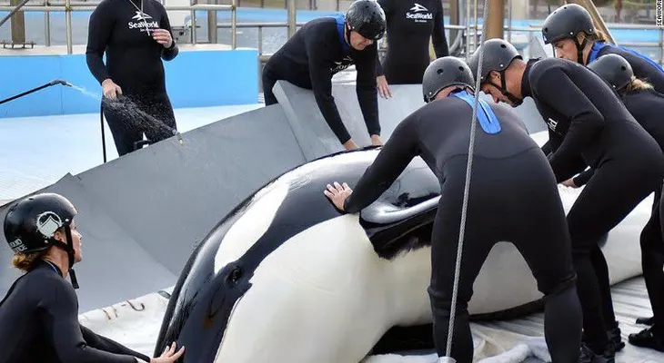 Ballena asesina muere en el parque SeaWorld de San Antonio