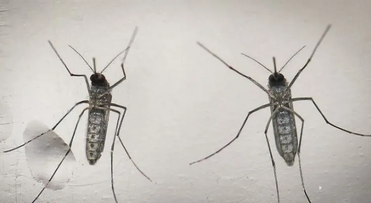  Aumenta a 73 el número de embarazadas con zika en Puerto Rico