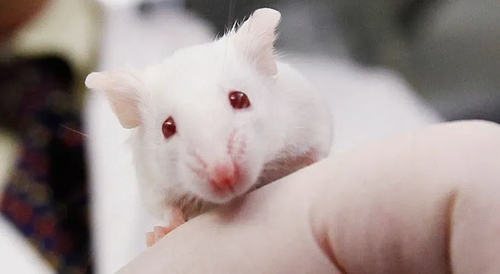 Científicos rejuvenecen ratones viejos con sangre humana