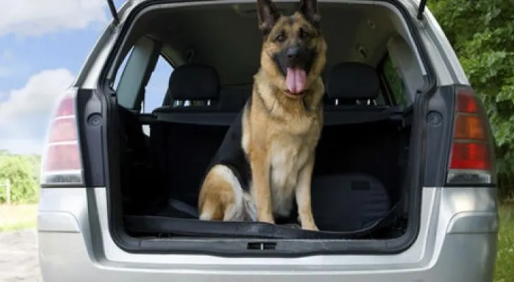 Consejos para viajar en carro con tu perro