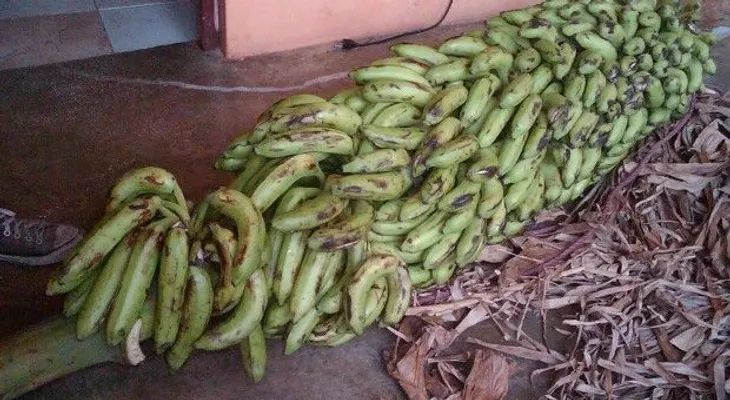 Mata de guineo pare racimo con 25 manos