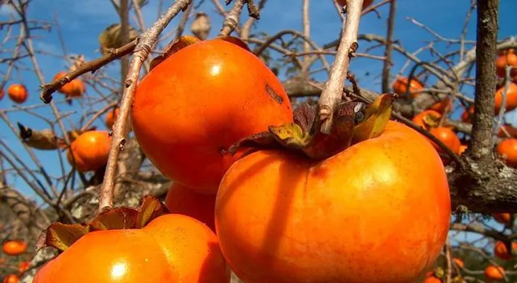 Caqui: Fruta que previene el cáncer y retarda el envejecimiento