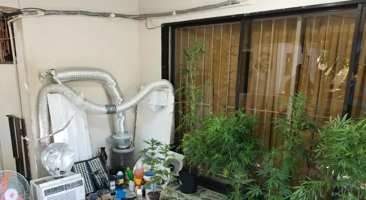  DNCD decomisa plantación de marihuana en provincia Duarte; ocupa más de 249 mil dólares en el DN 