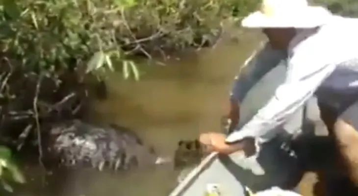 Brasil: ¡Impactante! 'monstruosa' anaconda gigante
