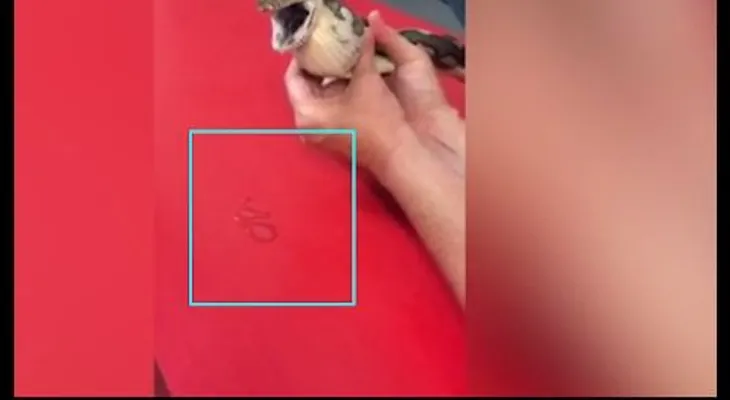 Una serpiente se traga una bola de tenis y esta mujer la recupera de la forma más inesperada (18+)