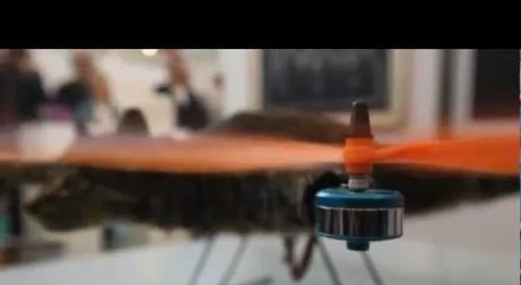 Aquí hay gato encerrado (VIDEO)