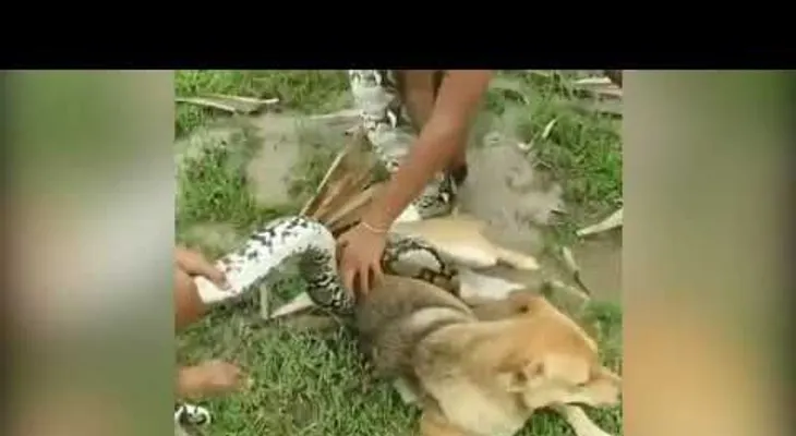 Niños salvan a su perro de una culebra gigante