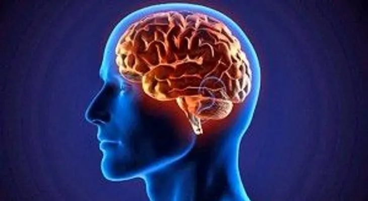 El cerebro funciona como una sinfónica para dar orden a los recuerdos