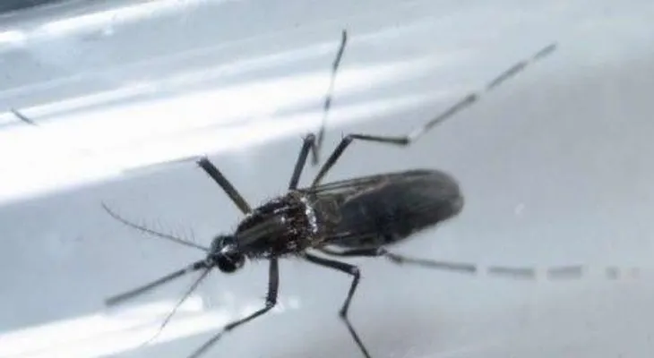 ¿Te dio Zika?, podrías padecer de esta peligrosa enfermedad