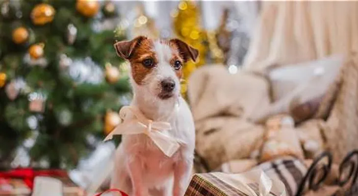 Que su mascota no sufra en las fiestas de fin de año 