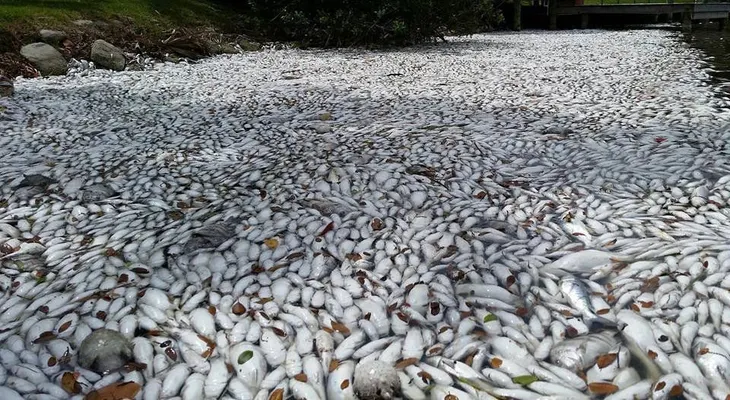 ¿Qué está causando esta muerte masiva de peces en Florida?