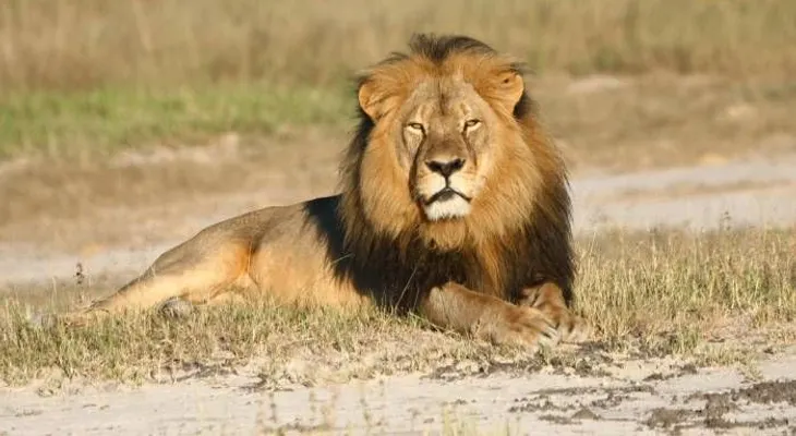 Matan a tiros a león de dos que se escaparon en Kenia y Sudáfrica