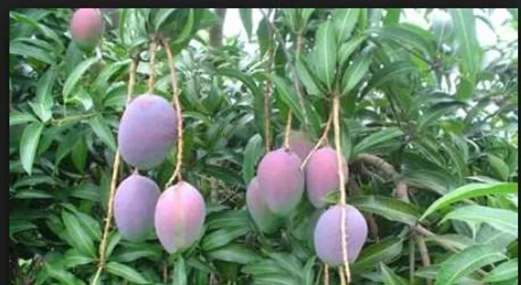 Hiere a perdigones joven de que se subió a su mata de mango