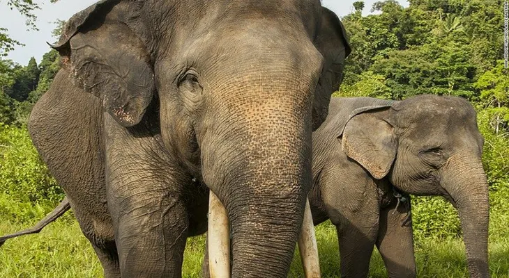 #RIPYongki: envenenan a un elefante símbolo de Indonesia
