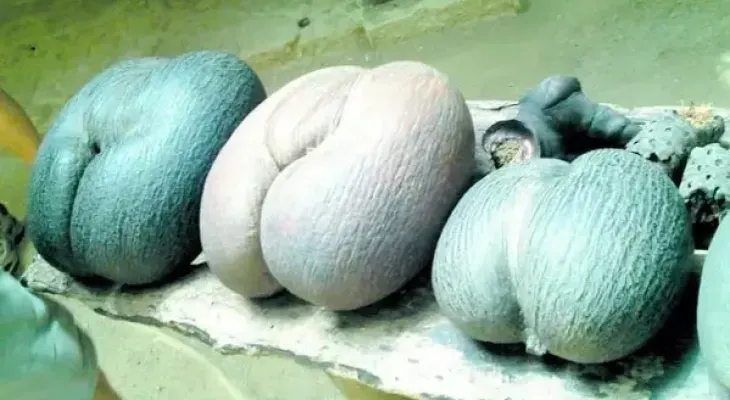 El coco de mar, la semilla más grande del mundo bautizada como "nalga de negra"