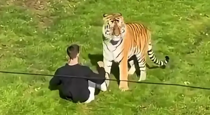 Hombre muere tras saltar al recinto de un tigre en el Yorkshire Wildlife Park de Inglaterra