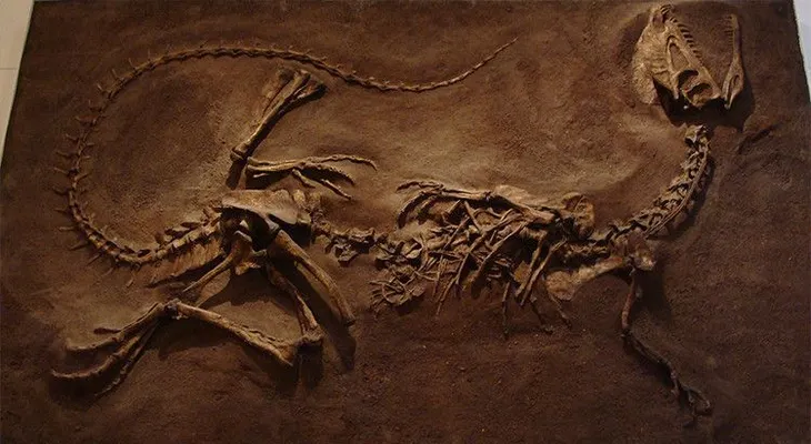 Hallan el dinosaurio con más problemas óseos del mundo