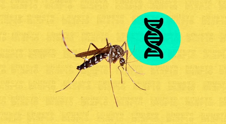 OMS abre la puerta a los mosquitos transgénicos para luchar contra la malaria