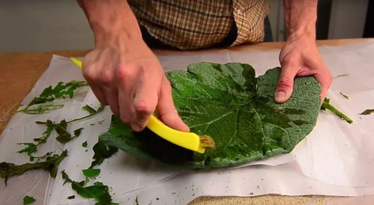 Excelentes trucos: Encuentra la hoja más grande de tu jardín. ¡Te va a gustar esta idea! (VIDEO)