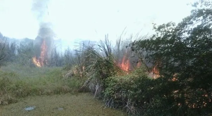 Incendian por 3ra vez área boscosa Laguna Saladillo; responsabilizan director INDRHI