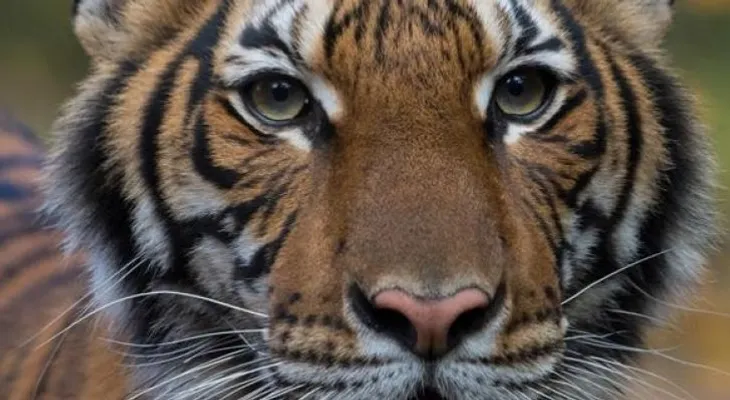 Un tigre de Nueva York tiene el coronavirus, según el zoológico de El Bronx