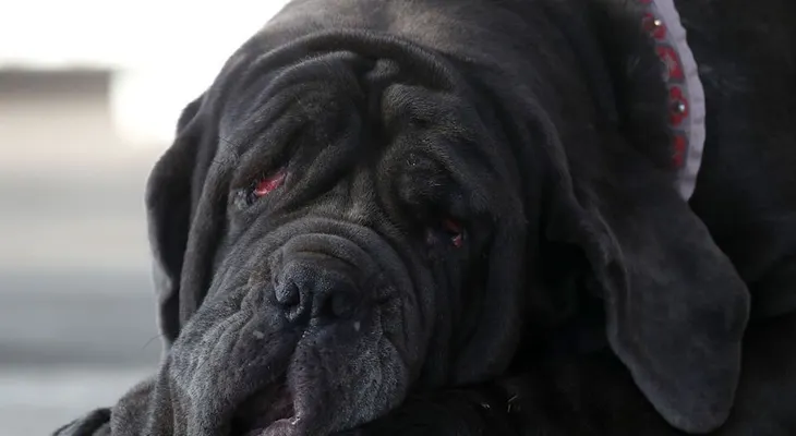 Este es el perro más feo del mundo