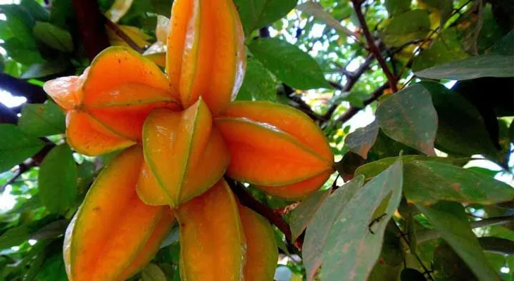 Tengo hace muchos años este árbol en mi patio para controlar mi diabetes, colesterol e hipertensión (VIDEO)