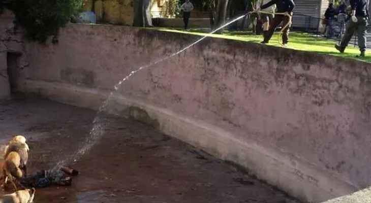 Hombre se lanza al foso de los leones en zoológico de Barcelona