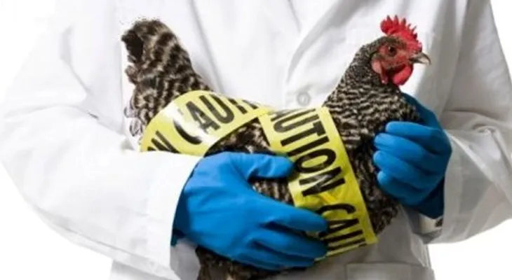 OMS alerta ante rápida propagación gripe aviar en el MUNDO 