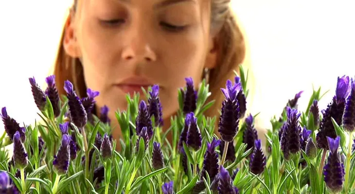 Exploran potencial uso medicinal del olor a lavanda para tratar estrés y ansiedad
