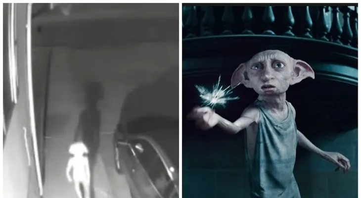 La extraña criatura idéntica a Dobby, el elfo de Harry Potter, captada en Colorado