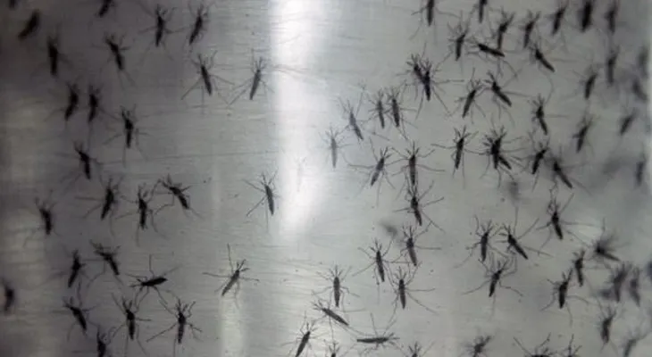 Chikungunya se propaga en América Latina 
