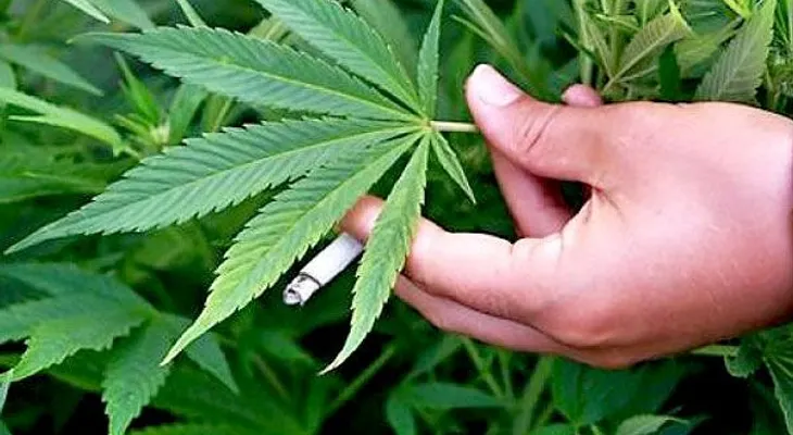 La marihuana podría ayudar a tratar el Alzheimer