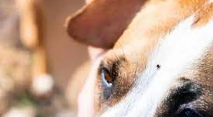 Remedio definitivo para eliminar las garrapatas de tu perro; una infusión de manzanilla