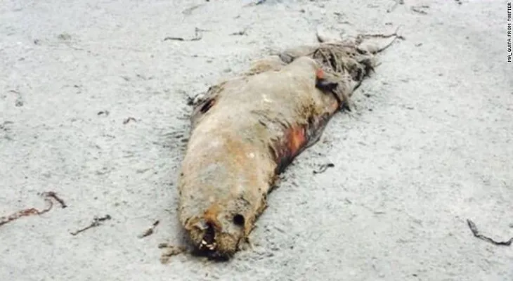 ¿Qué está matando a los leones marinos en las costas de Chile?
