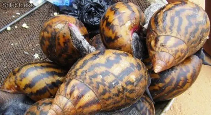 Caracoles gigantes africanos invaden Estados Unidos