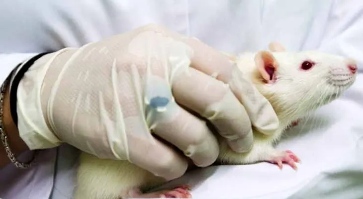 Curan diabetes en ratones con modificaciones de células madre 