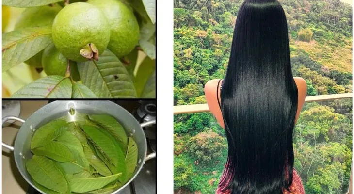Entérate de los 17 imperdibles beneficios de la hoja de guayaba