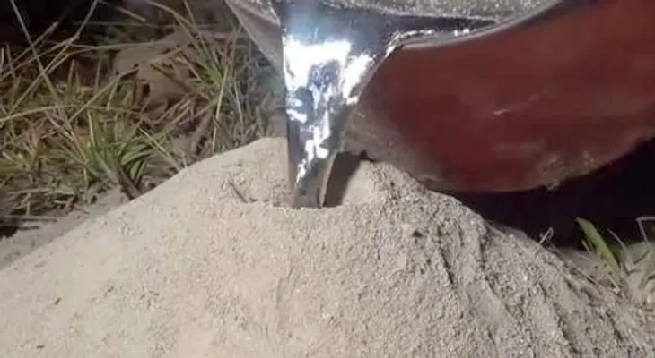 Polémico video de un ?artista? que inunda un hormiguero con aluminio líquido
