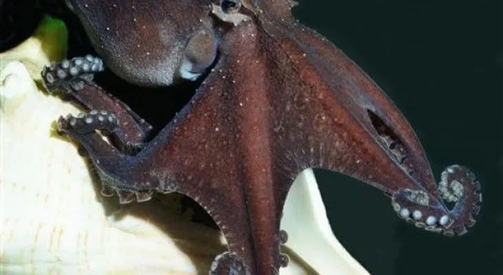 Redescubren especie de pulpo que comparte hábitos humanos 
