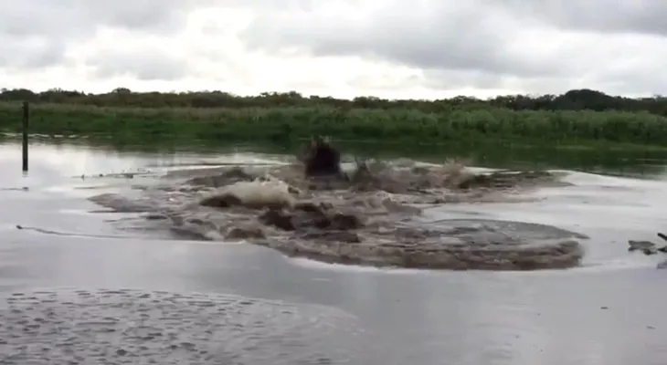 Qué se esconde bajo las aguas del inquietante video viral que asombra e indigna a Florida