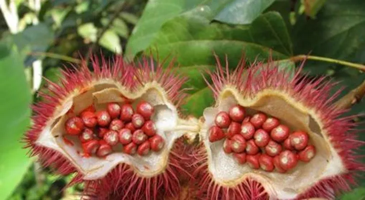 Las 10 frutas más raras del mundo