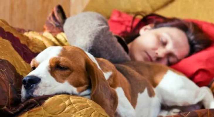 Dormir con tu perro puede mejorar la calidad de tu sueño