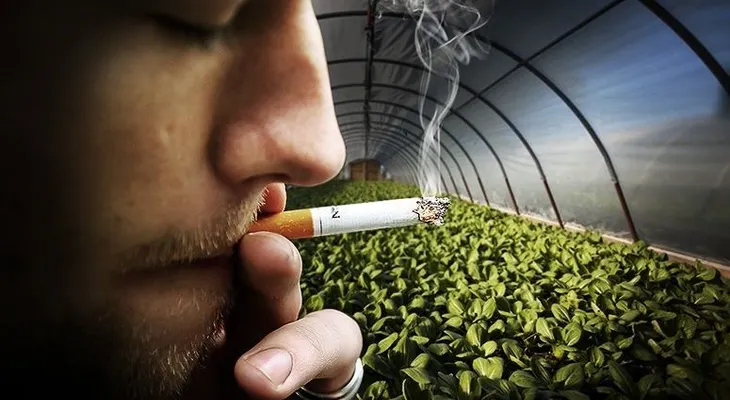 Los daños del tabaco son más grandes de lo que pensaba; las toxinas llegan hasta lugares donde no se puede fumar 