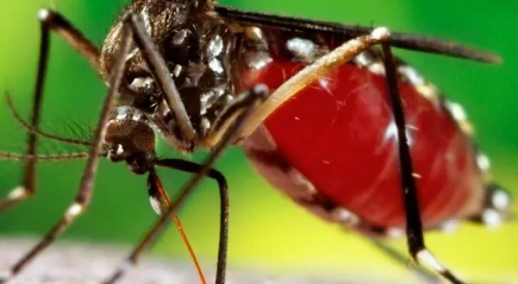 Incidencia del dengue ha aumentado 30 veces en los últimos 50 años