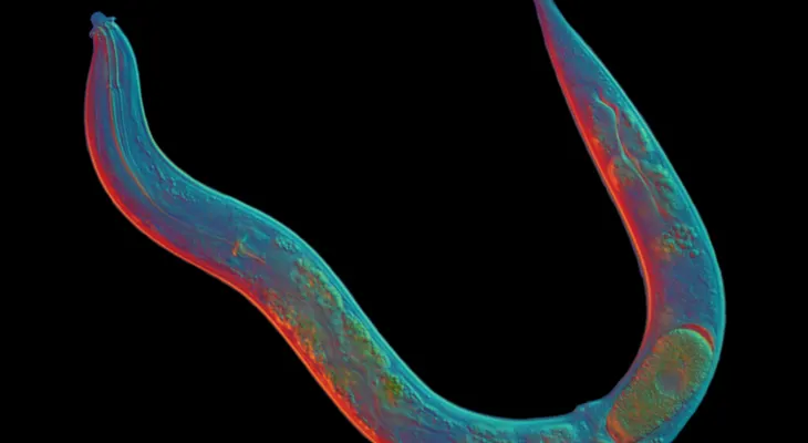 Descubren secreto del gusano que ha sobrevivido 18 millones de años sin sexo