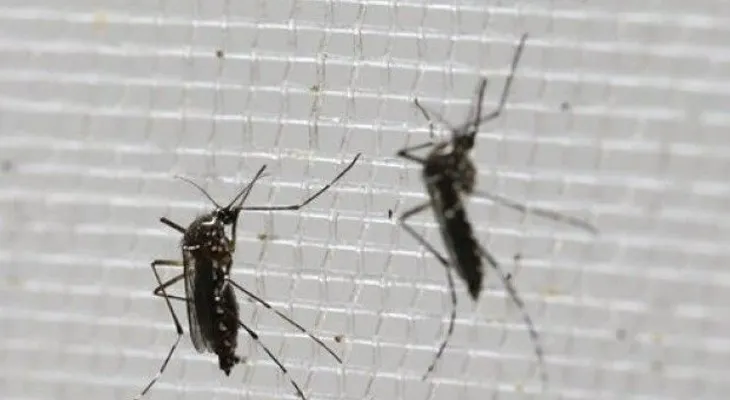 OMS: Contagio sexual de zika es más común de lo que se creía