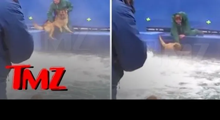 Piden boicotear una película de Hollywood por este maltrato animal