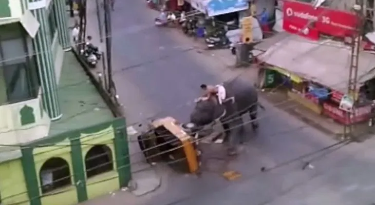 Un elefante enfadado siembra el pánico en la India (VIDEO)