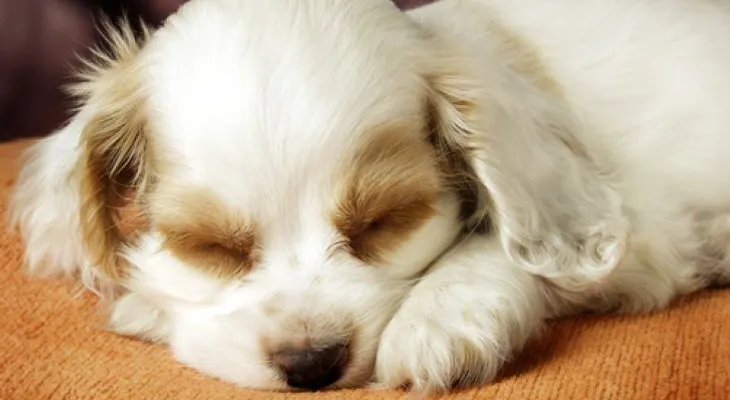 Así es la personalidad de tu perro, según su postura al dormir